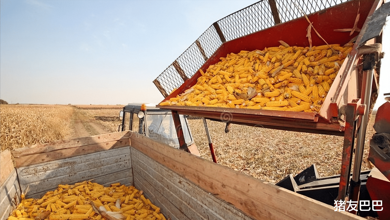 包谷价格最新行情🌽🌾