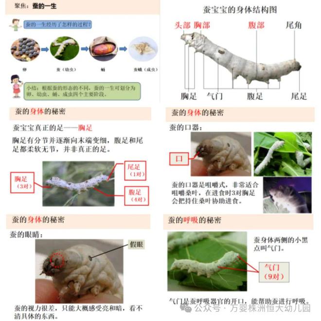 ***龙门蚕的科学解读与防御版IHV4.49.57