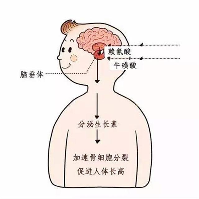 专家谈邹市明儿子注射生长激素，成长之路的深思与启示